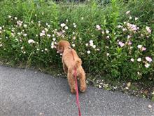 散歩です。