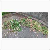 草むしりは続くよいつまでも・ ...