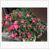 薔薇が咲いた2022①