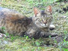 [閲覧注意]　ココは今年もネズミ・モグラ捕獲中！