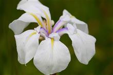 最近見掛けた花や生き物など