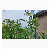 トマトの花が満開✨