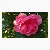 ５月１９日、おはようございま ...