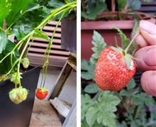 今朝は１粒🍓