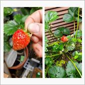 今日も１粒🍓