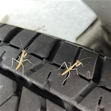 カマキリ カマキリ
