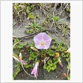 渚にて、九十九里浜にハマヒル ...