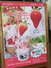 神奈川ブランド(予)の苺を食す【食】 神奈川ブランド(予)の苺を食す【食】