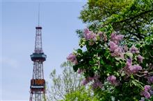 札幌の木　ライラック