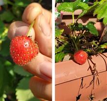 小さな久しぶりの１粒🍓