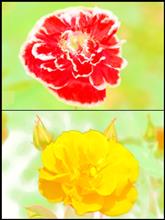 🌹春の花園巡りNo.12『ポピー＆バラ編』🌹