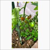 トマトが色づいて🍅