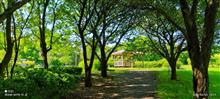 秘密の公園、緑がキレイでした(^^♪