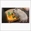 🐰人参畑🥕