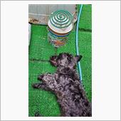 犬は蚊取り線香が好きなのか⁉️