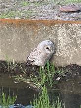 迷子？　フクロウ見つけた！