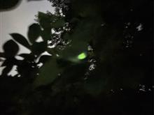 蛍