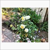 バラの開花状況