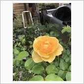 薔薇が咲いた2022②