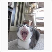 ニャニャッニャニャニャッニャ ...