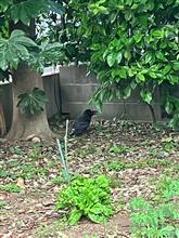 飛びそうな雰囲気