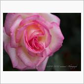 Spring Roses 2 ...