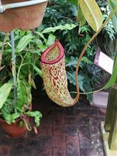 花はどこへいった