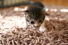その日、猫と約束した時間を守れなかったボクを待っていた、あまりにも過酷な現実。ボクと一匹の猫との物語 その日、猫と約束した時間を守れなかったボクを待っていた、あまりにも過酷な現実。ボクと一匹の猫との物語