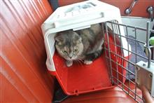 〔ねこ〕通院 (ねこ36回目)