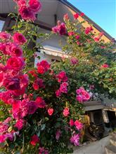 今日もおおむね晴れそうですね☀️