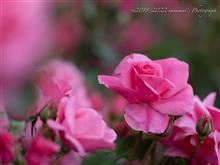 Spring Roses 2022　⑦赤バラと白バラの闘いはどこへ向かったのか