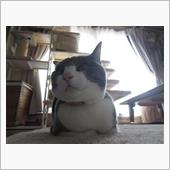 華麗なる記録その101：ごろ ...