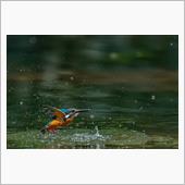 カワセミは元気に活動中