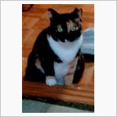 家庭内　野良猫。