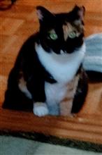 家庭内　野良猫。