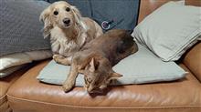 アッピー兄ちゃん助けて     #犬 #ハッピー #ミニチュアダックスフント #猫 #アッピー #アビシニアン #反省