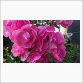６月２日おはようございます☀ ...