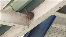 芸術家の作品
