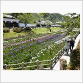 麻里布川の四季(その１６　錦 ...