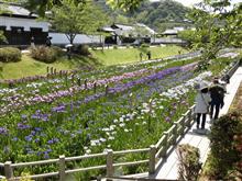 麻里布川の四季(その１６　錦帯橋近くの花菖蒲園に行ってみました。)