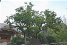 神奈川県都筑郡 柿生村(つづきぐん・かきおむら) 神奈川県都筑郡 柿生村(つづきぐん・かきおむら)