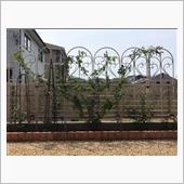 最近、バラ植えにはまっていま ...