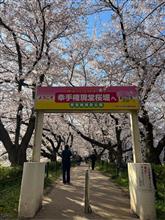 幸手権現堂桜堤