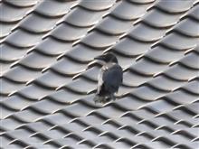 麻里布川の四季(その１７　カラスの巣立ち)