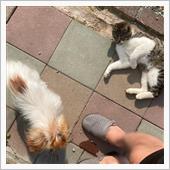 16歳の我が家の愛犬