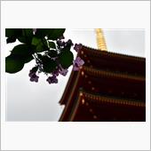 大人の散歩～高幡不動尊 編～ ...