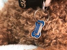 愛犬チョコが予防接種を受けたよ