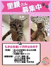 子猫決定❗️