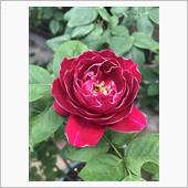 薔薇が咲いた③