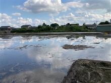 初夏の家庭菜園2022